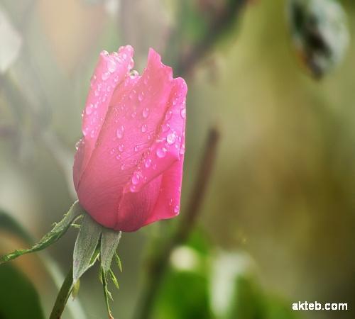 Pink_flower