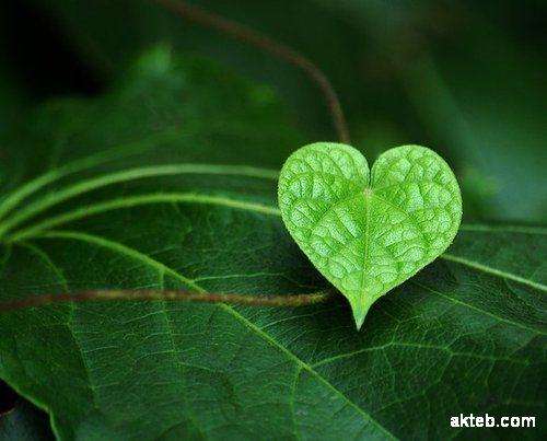 صور قلب اخضر