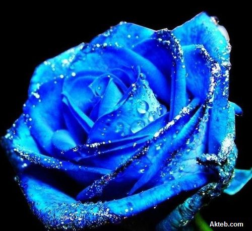 اجمل وردة زرقاء