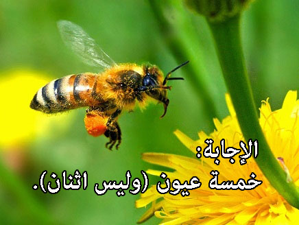 كم عينًا للنحلة