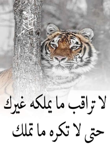 %D8%B5%D9%88%D8%B1-%D8%A8%D9%88%D8%B3%D8%AA%D8%A7%D8%AA-%D8%AD%D9%83%D9%85-%D9%88%D8%A7%D9%85%D8%AB%D8%A7%D9%84.jpg